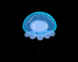 jellyfish lofi